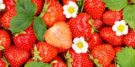 Strawberries Berries Fruits Strawberry Berry Fruit with Flowers and Leaves Cut Panorama Background