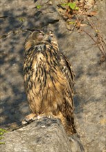 Sleeping eurasian eagle-owl
