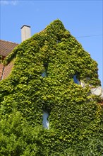 Facade overgrown with ivy on a residential building