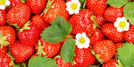 Strawberries Berries Fruits Strawberry Berry Fruit with Flowers and Leaves Panorama Background