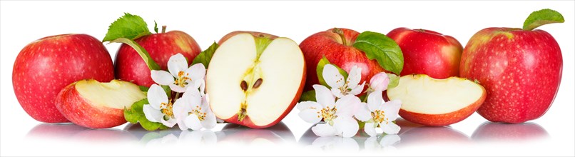 Apples fruits red apple fruit with flowers and leaves in a row crop isolated