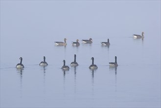 Canada geese