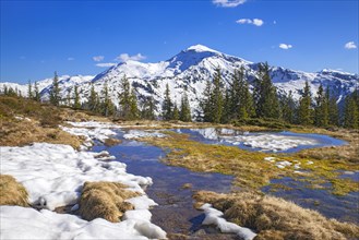 Springtime mountain landscape with meltwater pools and spruce trees