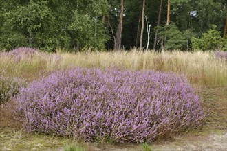 Blooming Heath