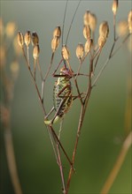 Saddle backed bush cricket