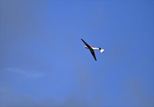 Glider Ly-542-K Stoesser