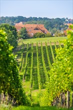 Vines in the Lindicke vineyard