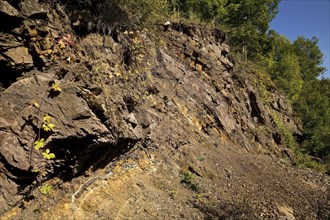 The Borghagen Quarry in the Duedinghausen district