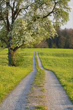 Field path in spring lined with flower meadows and blossoming fruit tree
