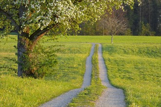 Field path in spring lined with flower meadows and blossoming fruit tree