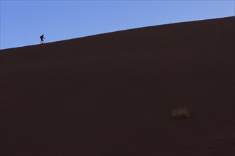 Silhouette of a female tourist hiking up a sand dune. Sossusvlei