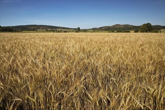 Barley Field