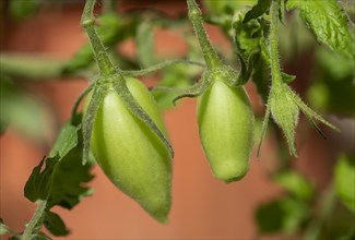 Fresh unripe organic tomatoes