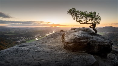 The weathered pine on the Lilienstein in Saxon Switzerland at sunrise