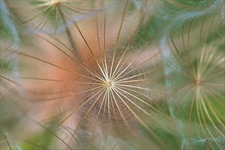 Pappus of the large western salsify