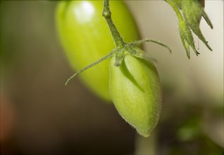 Fresh unripe organic tomatoes