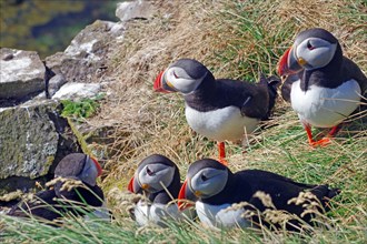 Group of puffins close together