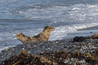 Young grey seal