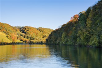 View from the riverbank near Eglisau of the Rhine fringed by colourful autumn forest