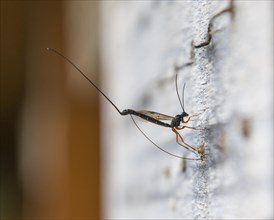 Parasitic wasp lays its eggs by means of an ovipositor on the larva of a wild bee in an insect hotel