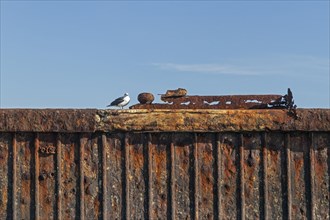 Seagull on a rusty quay wall