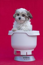 Bolonka Zwetna puppy in a kitchen scale