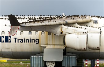 A flock of starlings pauses on a plane