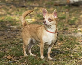 Chihuahua dog standing outside in the nature in Ystad