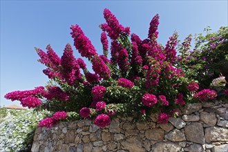 Quarry stone wall with bougainvillea