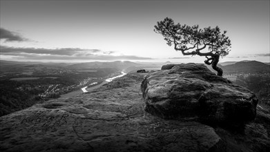 The weathered pine on the Lilienstein in Saxon Switzerland near Dresden on a morning