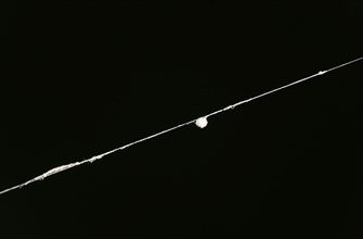 Ball of thread on the scaffolding thread of a european garden spider