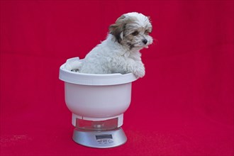 Bolonka Zwetna puppy in a kitchen scale
