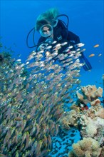 Diver looking at red sea dwarf sweeper
