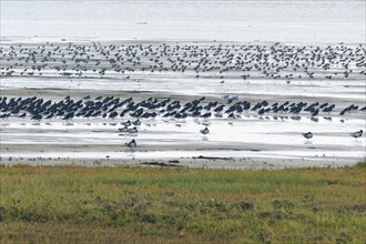 Migratory birds in the mudflats