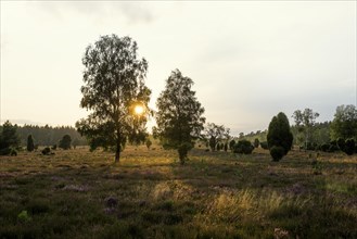 Flowering heath and juniper