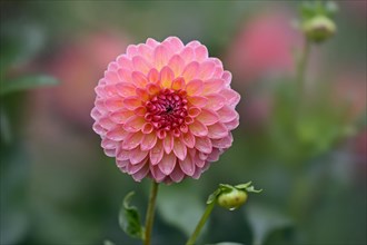 Decorative dahlias