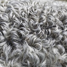 Silver-grey curly lambskin