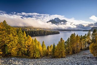 Autumn larch forest above Lake Sils