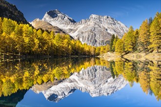 Autumn larch forest at Lake Palpuogna in front of a mountain panorama