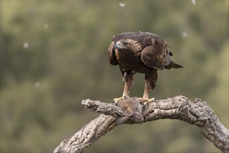 Golden eagle