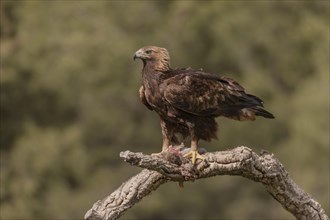 Golden eagle