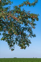 Tree with ripe apples near Senzke