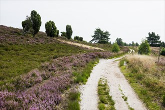 Flowering heath and hiking trail