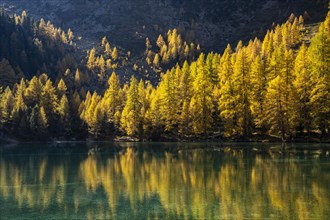 Autumn larch forest at Lake Palpuogna