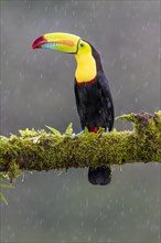 Fishing toucan also called Keel billed Toucan