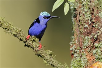 Turquoise Honeycreeper or Red-footed Honeycreeper