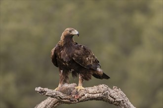 Golden eagle