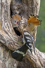 Hoopoe