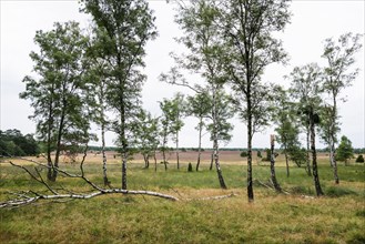 Flowering heath and birch trees