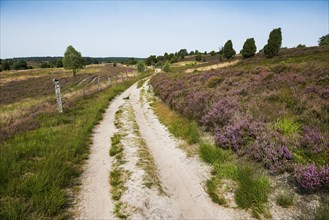 Flowering heath and hiking trail